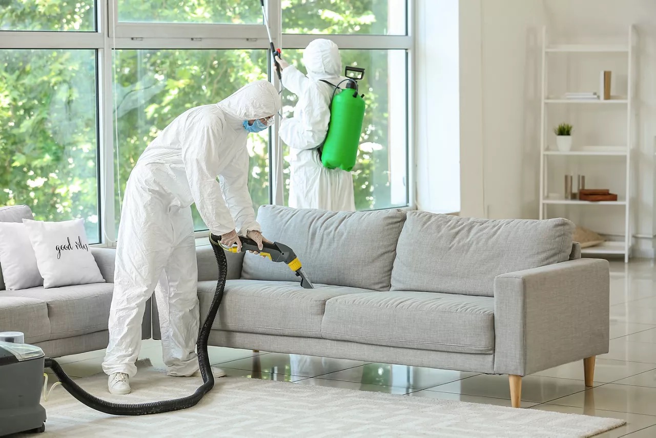 Upholstery and sofa pest treatment by professionals