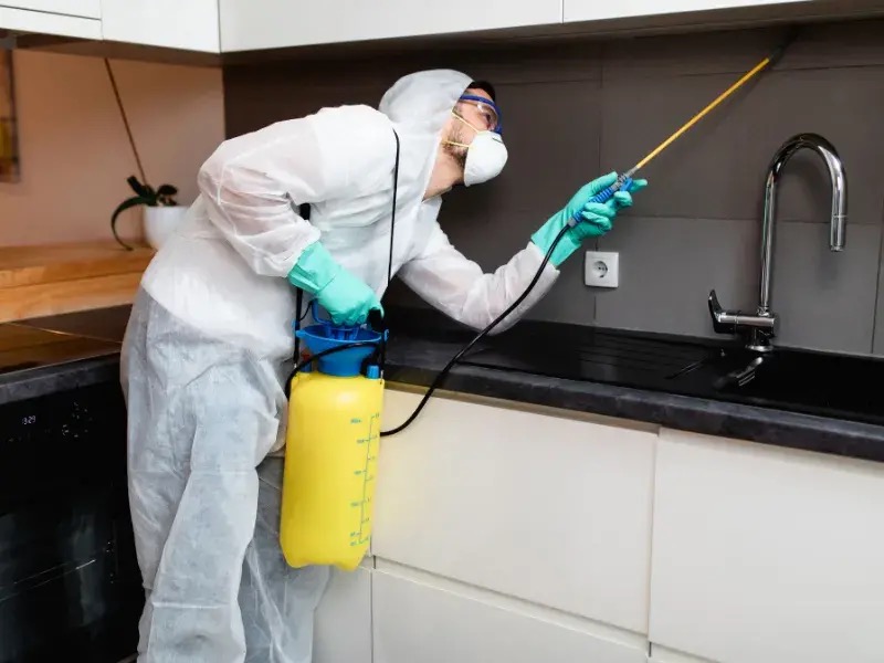 Silverfish Control service by All Out Pest Control